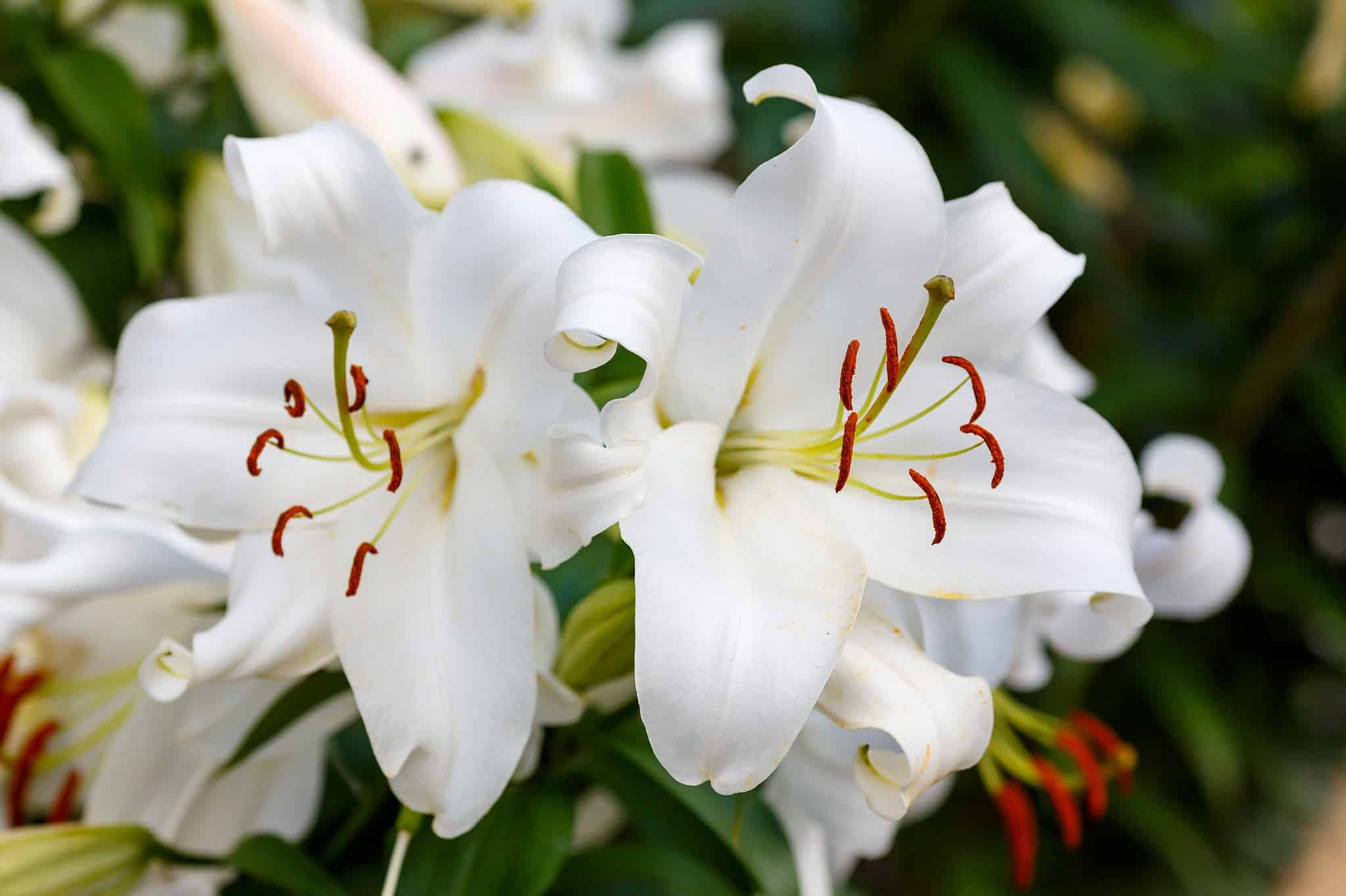 Oriental Lily
